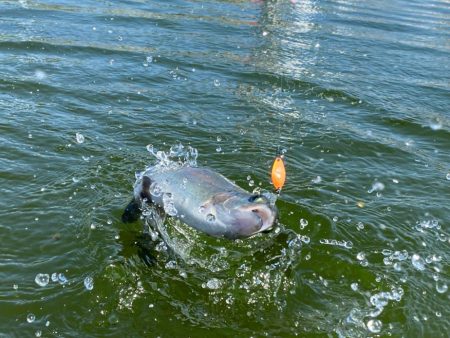 かめプーまだまだ釣れます。