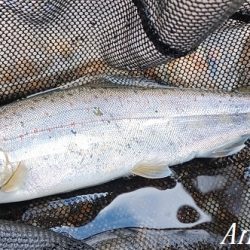 引原本流でまた大アマゴ！