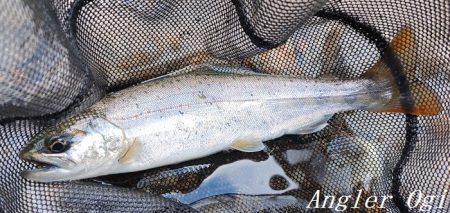 引原本流でまた大アマゴ！