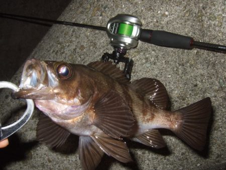 格安ベイトフィネスリールでメバル釣行に