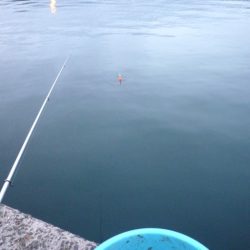 今季初亀川漁港で防波堤釣り