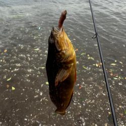 キス釣りイベントに参加したくて