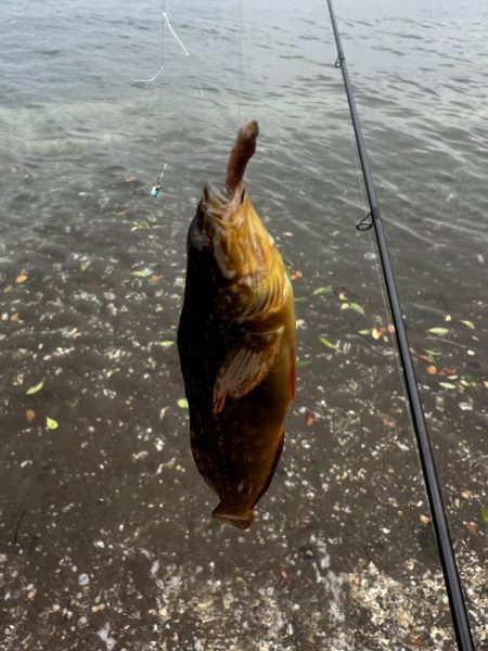 キス釣りイベントに参加したくて