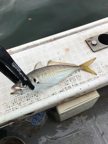 鯵サビキ釣り