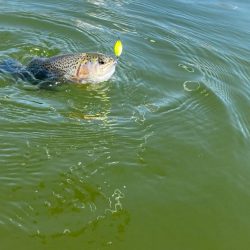 かめプーまだまだ釣れます。