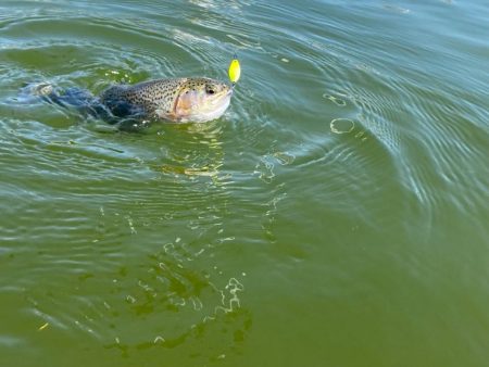 かめプーまだまだ釣れます。