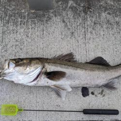 エビ撒きでハネ！活性高いです