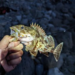 陸っぱり釣行記