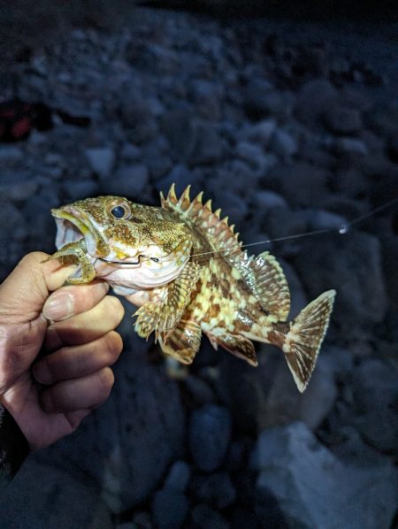 陸っぱり釣行記