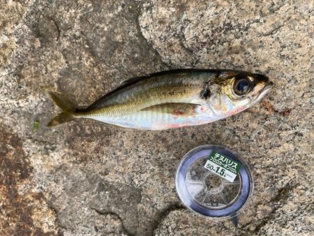 流れがあり強弱の変化もあり良い状況ではあるものの