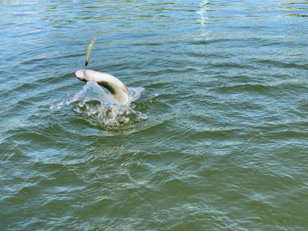 かめプーまだまだ釣れます。