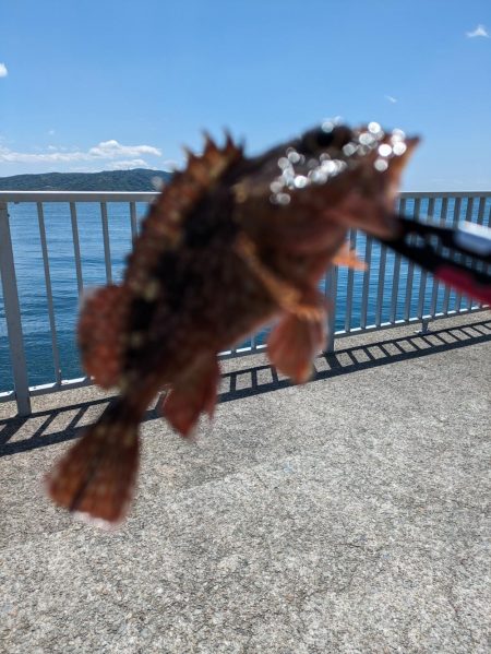 春の青物狙い