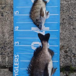 午前中フカセ釣り🎣午後から紀州釣り🙋