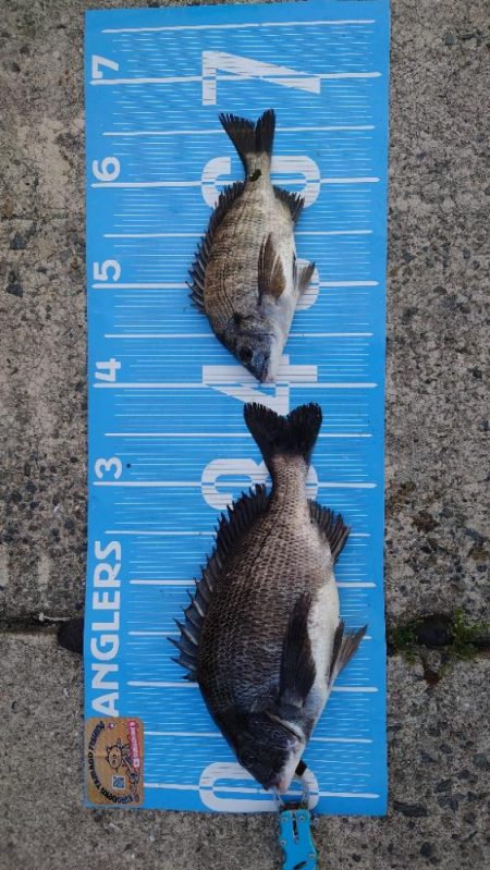 午前中フカセ釣り🎣午後から紀州釣り🙋