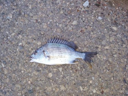 いつもの場所での釣り始め