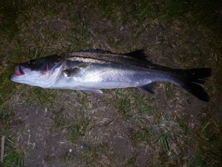 久しぶりの釣り