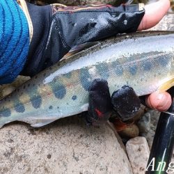 水量が減っても本流は問題無し！