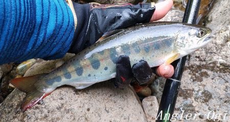 水量が減っても本流は問題無し！