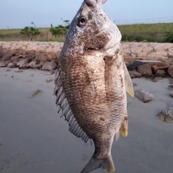 チヌはバイブで釣れる