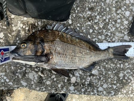 釣り餌メーカーさんのチヌ釣り大会に参加しました