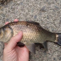 マブナ釣り