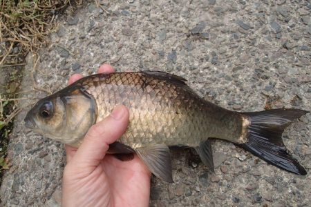 マブナ釣り