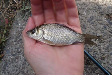 小ブナ釣り