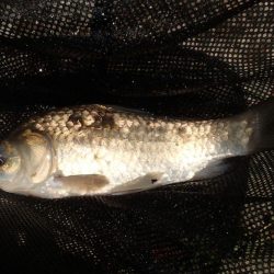 水路小物釣り