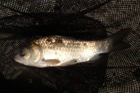 水路小物釣り