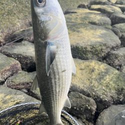 ナレージジャークでまさかのあの魚