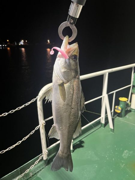 大分大在でシーバス狙い