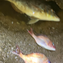 天神崎で年一回の本気の投げ釣り