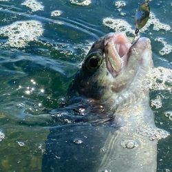 高島の泉さんで爆釣