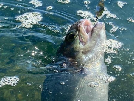 高島の泉さんで爆釣