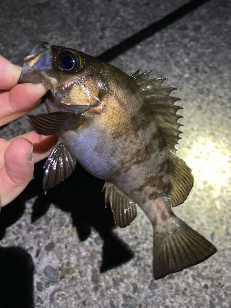 漁港でサクッと