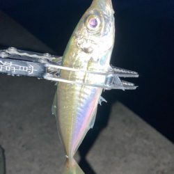 夕まずめにアジング🎣