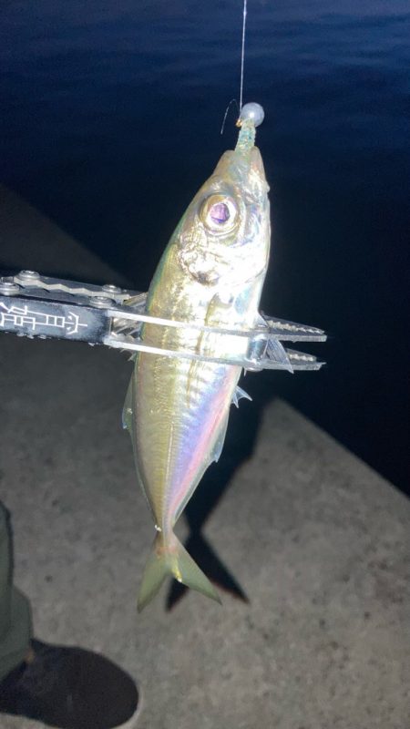 夕まずめにアジング🎣