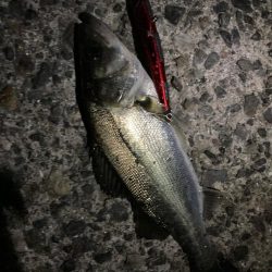 やっと釣れた