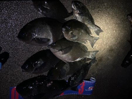 魚津港 夜釣りフカセ