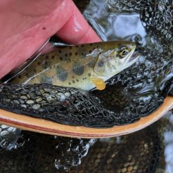 今年度の初釣果