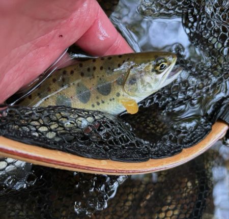 今年度の初釣果