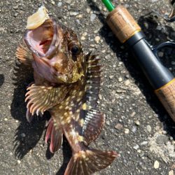 帰ってきた初夏の穴釣り