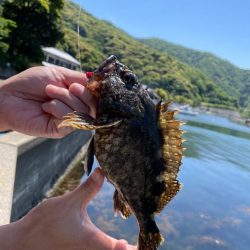 カサゴ　キス釣り