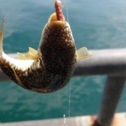 今年初のカワハギ釣り