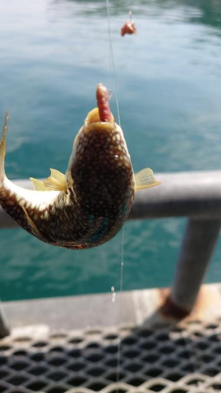 今年初のカワハギ釣り