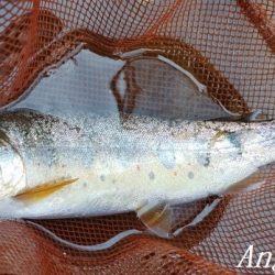 水量が減っても本流は問題無し！