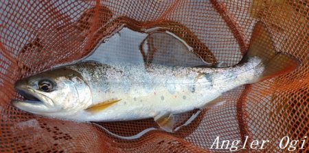 水量が減っても本流は問題無し！