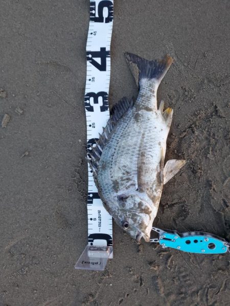 チヌはバイブで釣れる