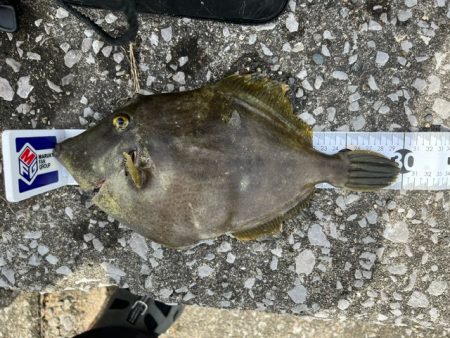 釣り餌メーカーさんのチヌ釣り大会に参加しました