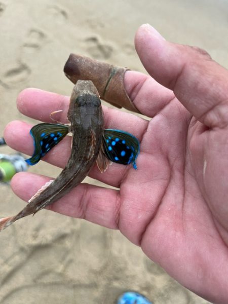 地元のキスを狙ってみました